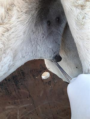 Comparative Study of the Sedative and Anti-nociceptive Effects of Sacrococcygeal Epidural Administration of Romifidine, Lidocaine, and Romifidine/Lidocaine in the Dromedary Camel